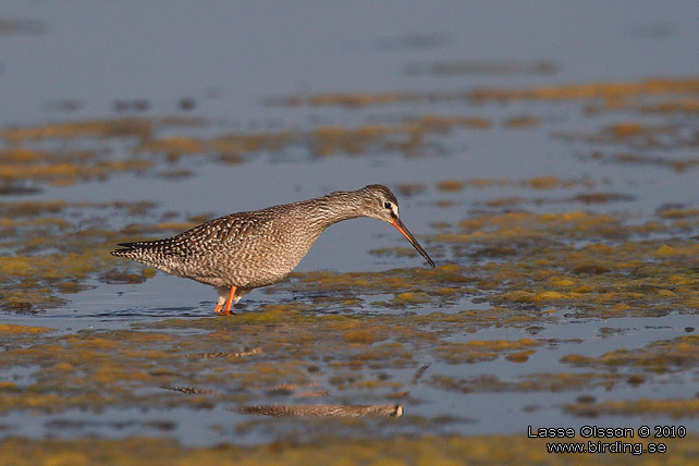 SVARTSNPPA / SPOTTED REDSHANK (Tringa erythropus) - STOR BILD / FULL SIZE