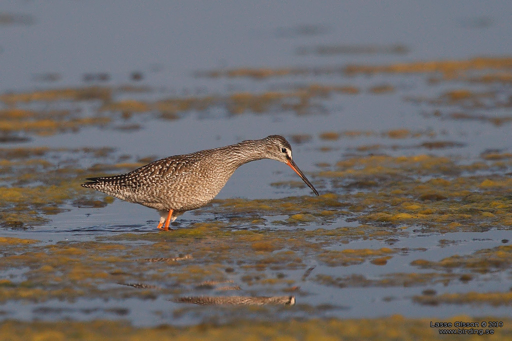 SVARTSNPPA / SPOTTED REDSHANK (Tringa erythropus) - Stng / Close