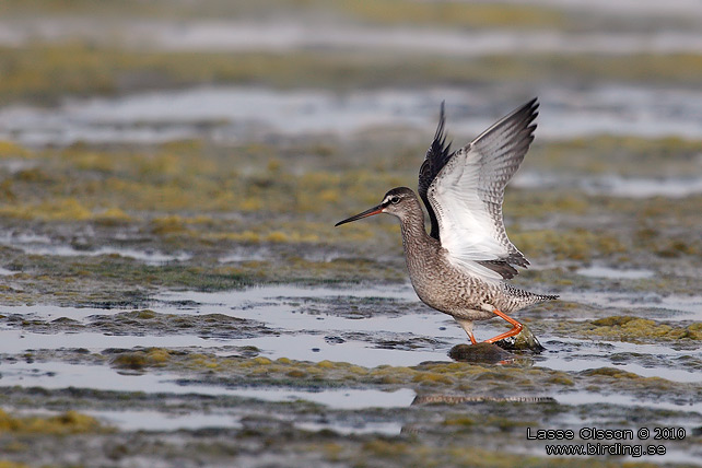 SVARTSNPPA / SPOTTED REDSHANK (Tringa erythropus) - STOR BILD / FULL SIZE