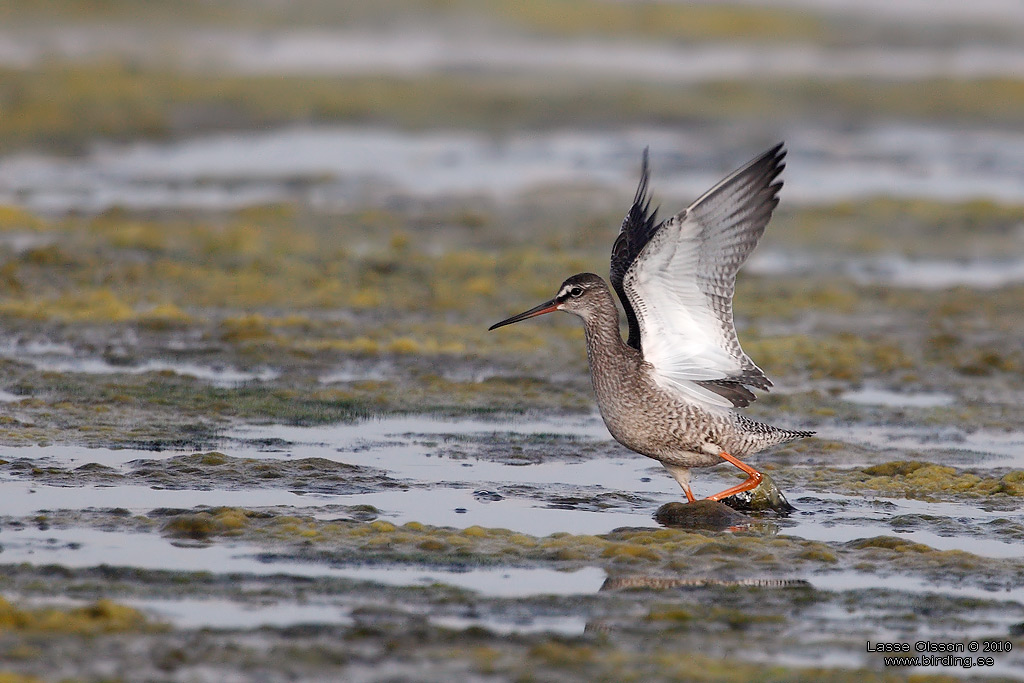 SVARTSNPPA / SPOTTED REDSHANK (Tringa erythropus) - Stng / Close