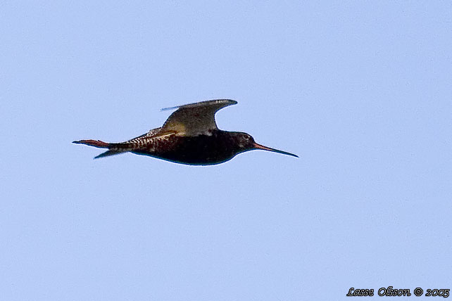 SVARTSNPPA / SPOTTED REDSHANK (Tringa erythropus)