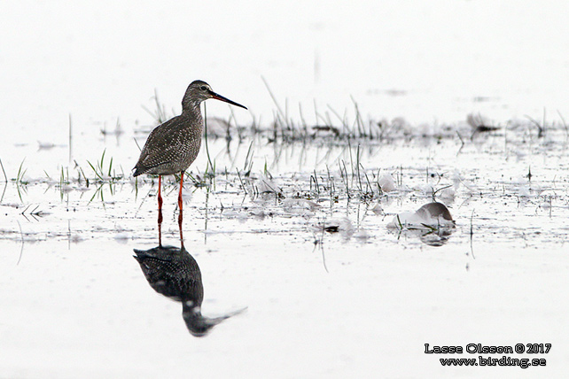 SVARTSNÄPPA / SPOTTED REDSHANK (Tringa erythropus) - STOR BILD / FULL SIZE