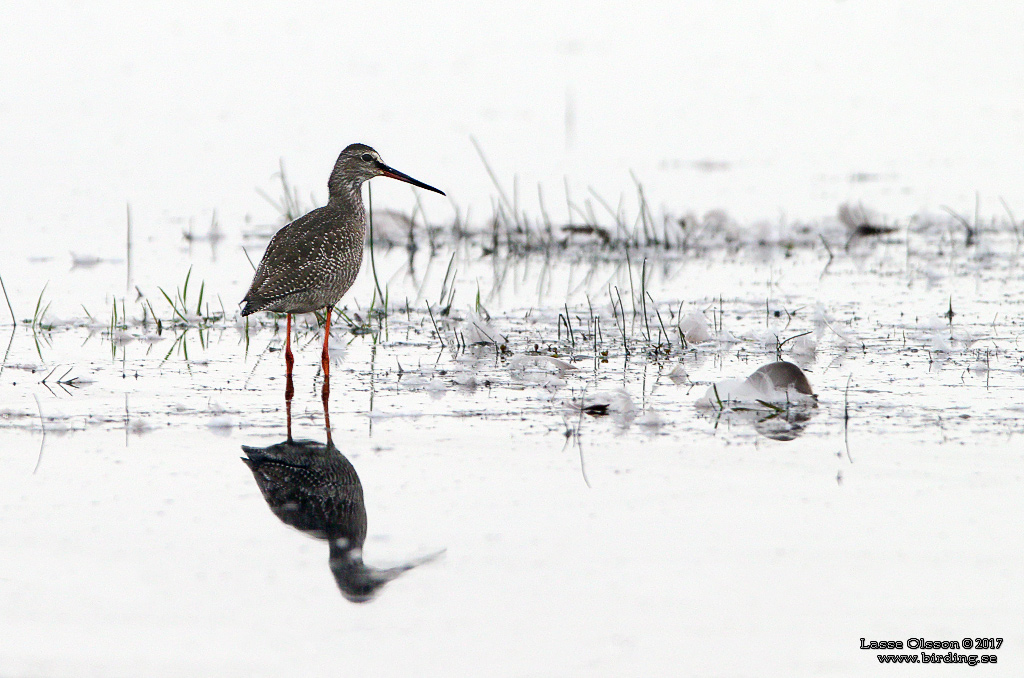 SVARTSNPPA / SPOTTED REDSHANK (Tringa erythropus) - Stng / Close