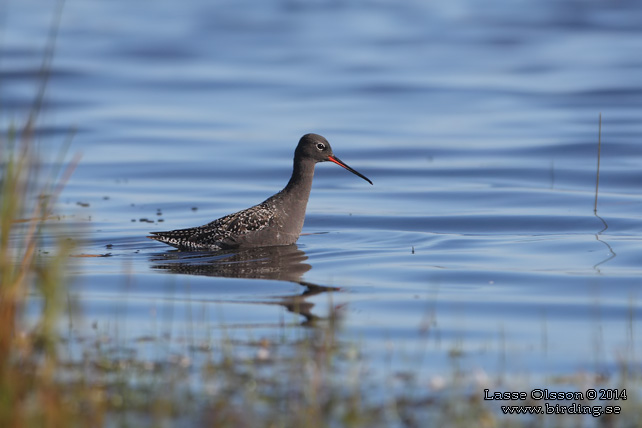 SVARTSNÄPPA / SPOTTED REDSHANK (Tringa erythropus) - STOR BILD / FULL SIZE