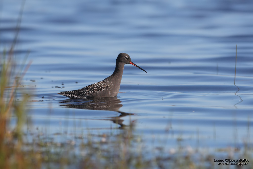 SVARTSNPPA / SPOTTED REDSHANK (Tringa erythropus) - Stng / Close