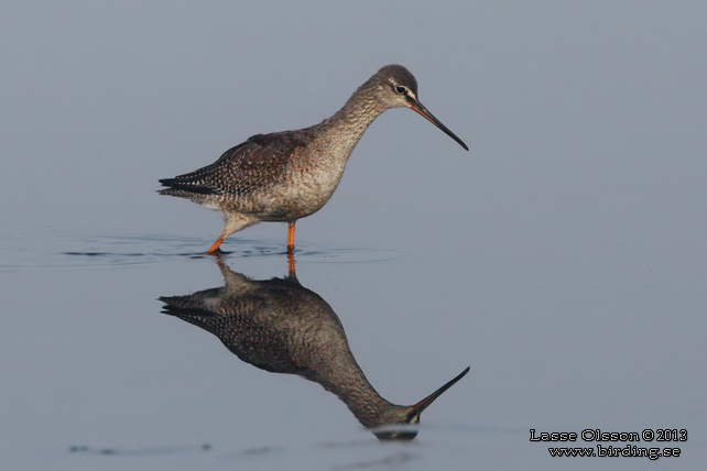 SVARTSNÄPPA / SPOTTED REDSHANK (Tringa erythropus) - STOR BILD / FULL SIZE