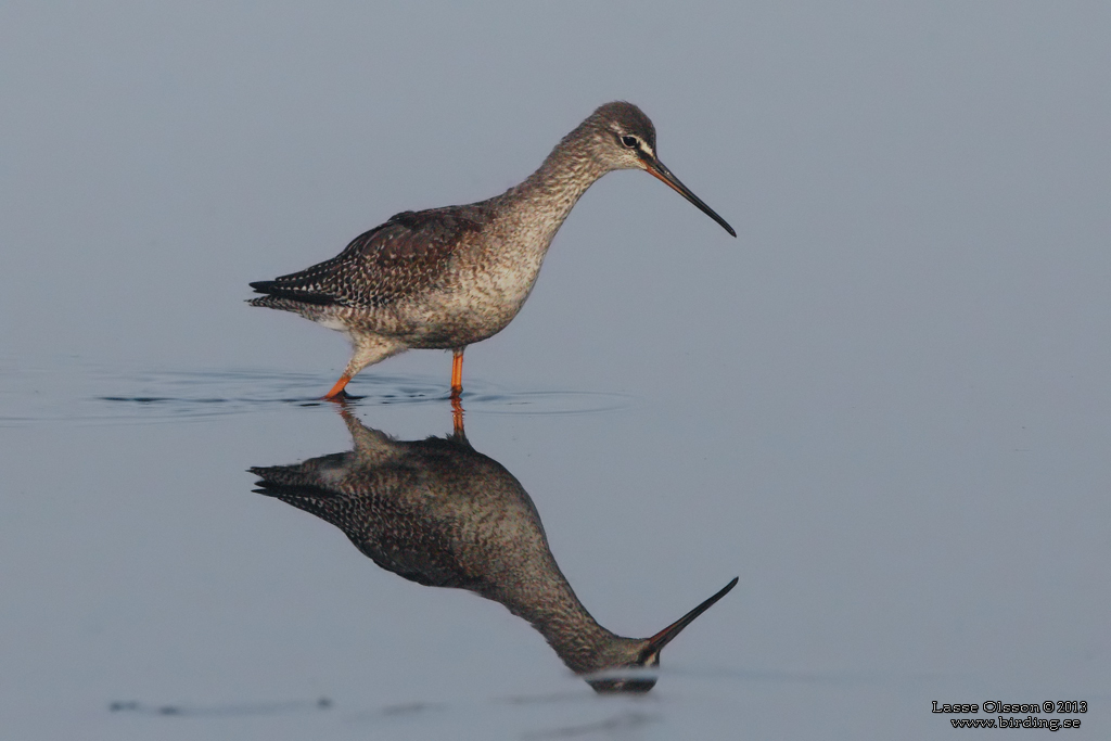 SVARTSNPPA / SPOTTED REDSHANK (Tringa erythropus) - Stng / Close