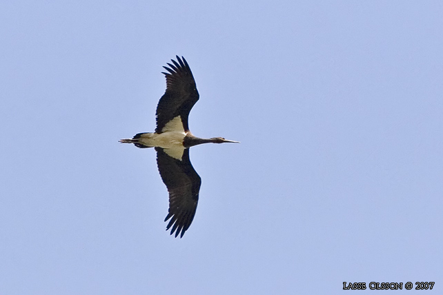 SVART STORK / BLACK STORK (Ciconia nigra) - STOR BILD / FULL SIZE