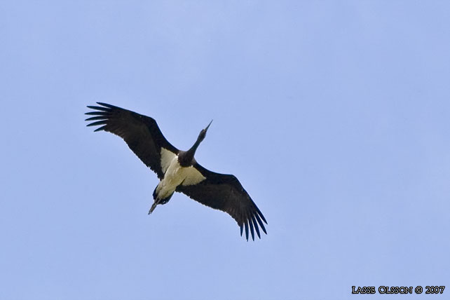 SVART STORK / BLACK STORK (Ciconia nigra) - STOR BILD / FULL SIZE