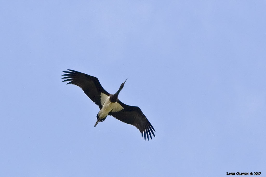 SVART STORK / BLACK STORK (Ciconia nigra) - Stng / Close