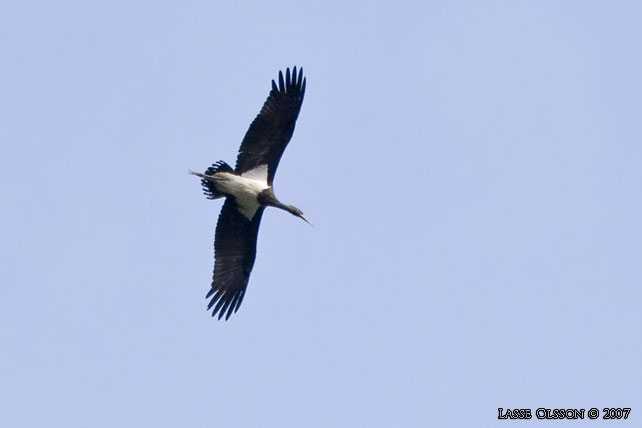 SVART STORK / BLACK STORK (Ciconia nigra) - STOR BILD / FULL SIZE