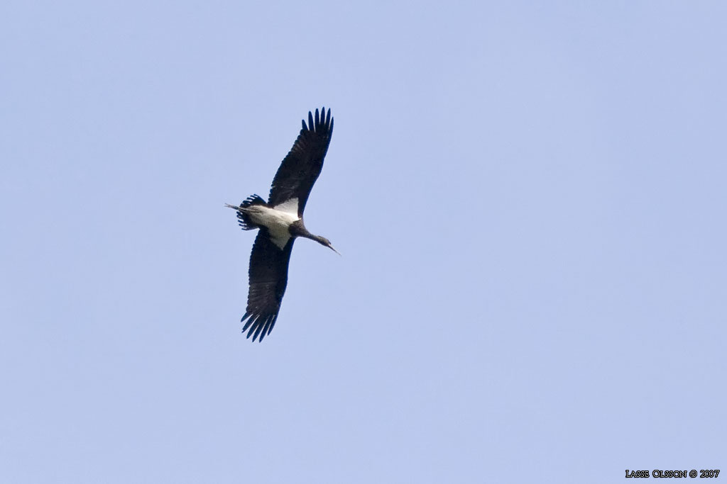 SVART STORK / BLACK STORK (Ciconia nigra) - Stng / Close