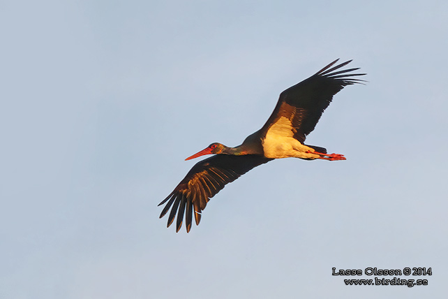 SVART STORK / BLACK STORK (Ciconia nigra) - STOR BILD / FULL SIZE