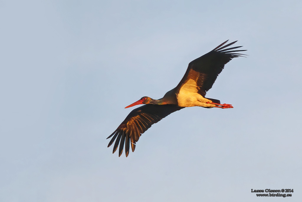 SVART STORK / BLACK STORK (Ciconia nigra) - Stng / Close