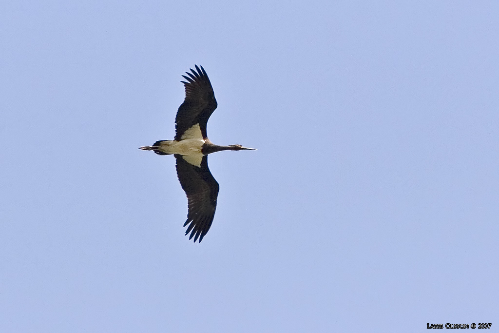 SVART STORK / BLACK STORK (Ciconia nigra) - Stng / Close