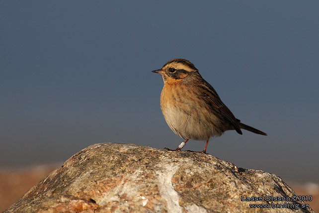 SVARTSTRUPIG JRNSPARV / BLACK-THROATED ACCENTOR (Prunella atrogularis) - stor bild / full size