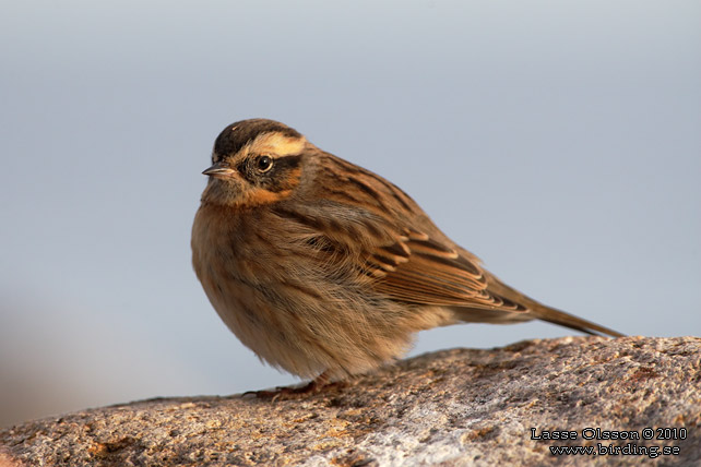 SVARTSTRUPIG JRNSPARV / BLACK-THROATED ACCENTOR (Prunella atrogularis) - stor bild / full size