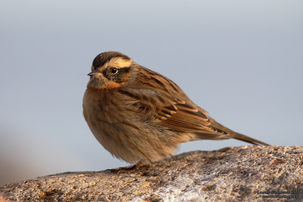 SVARTSTRUPIG JRNSPARV / BLACK-THROATED ACCENTOR (Prunella atrogularis) - Stng / Close