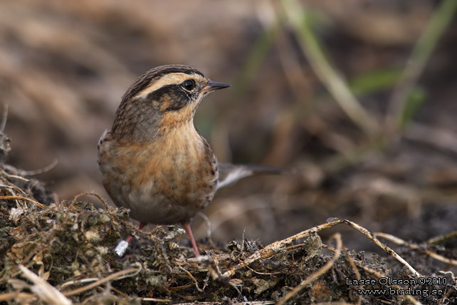 SVARTSTRUPIG JRNSPARV / BLACK-THROATED ACCENTOR (Prunella atrogularis) - stor bild / full size