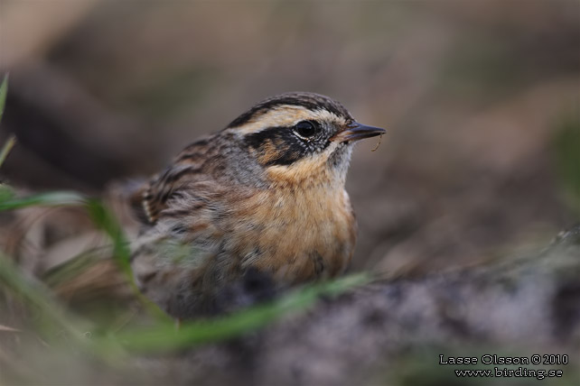 SVARTSTRUPIG JRNSPARV / BLACK-THROATED ACCENTOR (Prunella atrogularis) - stor bild / full size