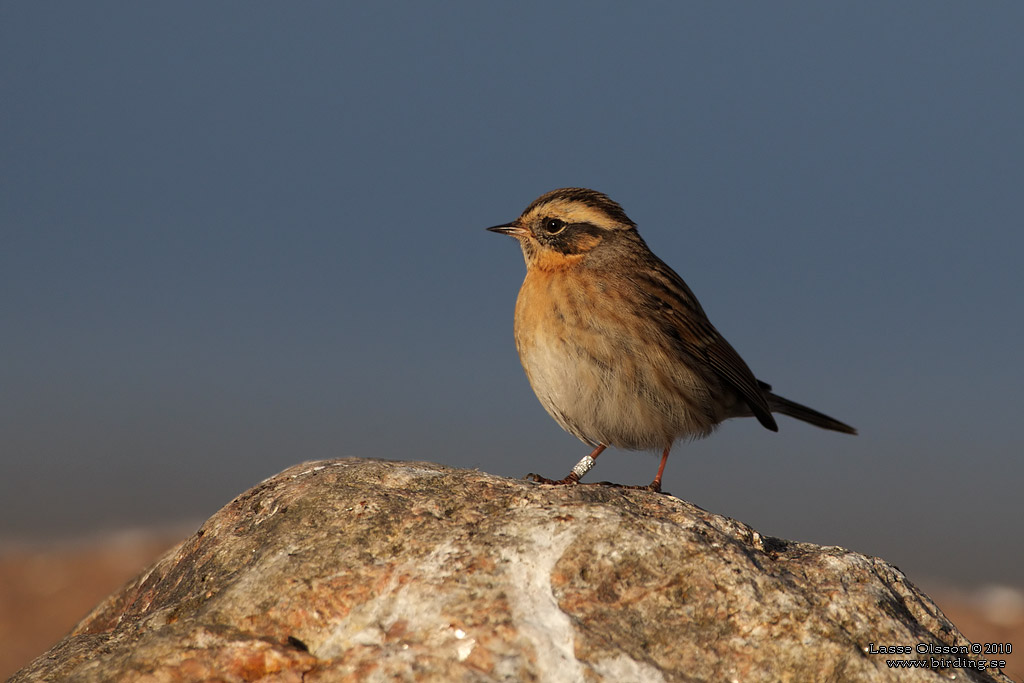 SVARTSTRUPIG JRNSPARV / BLACK-THROATED ACCENTOR (Prunella atrogularis) - Stng / Close