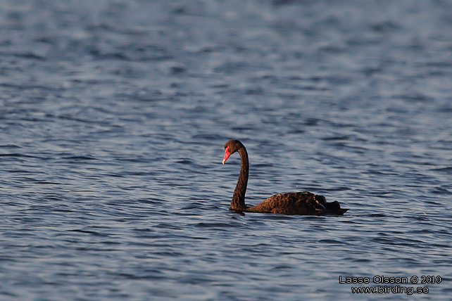 SVART SVAN / BLACK SWAN (Cygnus atratus) - stor bild / full size