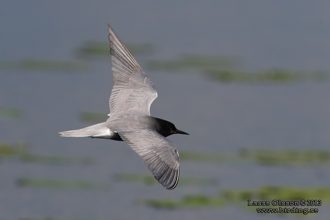 SVARTTÄRNA / BLACK TERN (Chlidonias niger) - STOR BILD / FULL SIZE