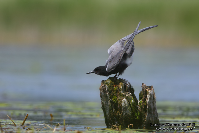 SVARTTÄRNA / BLACK TERN (Chlidonias niger) - STOR BILD / FULL SIZE