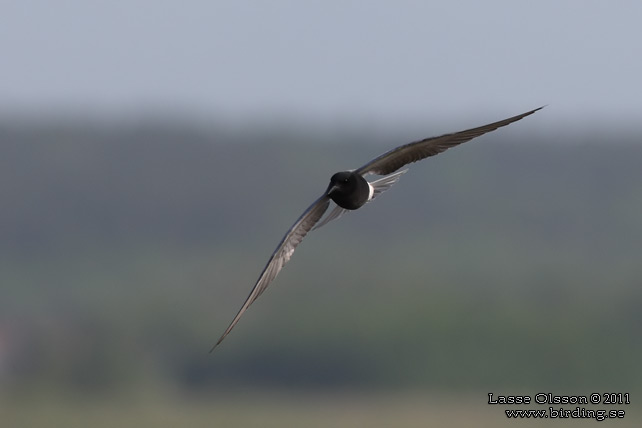 SVARTTÄRNA / BLACK TERN (Chlidonias niger) - STOR BILD / FULL SIZE