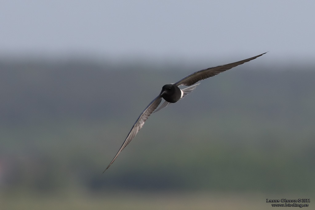 SVARTTÄRNA / BLACK TERN (Chlidonias niger) - Stäng / Close