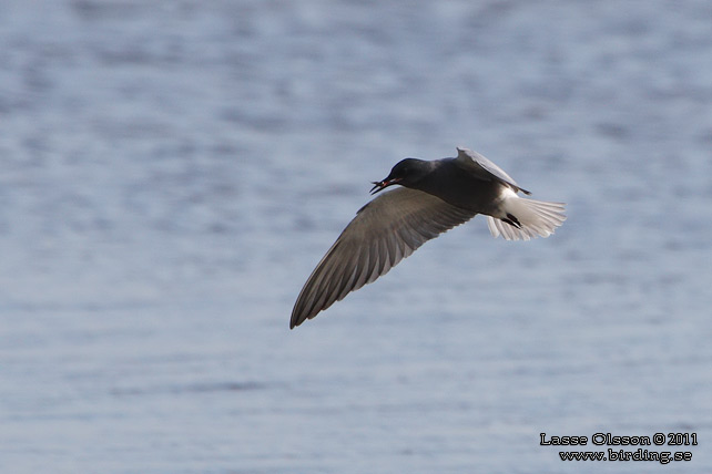 SVARTTÄRNA / BLACK TERN (Chlidonias niger) - STOR BILD / FULL SIZE