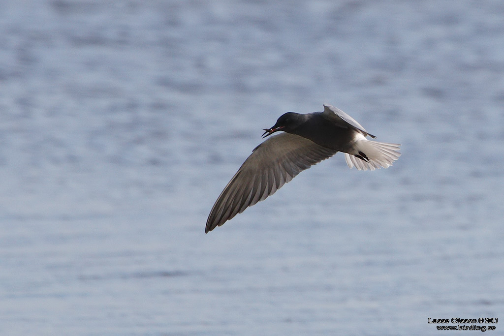 SVARTTÄRNA / BLACK TERN (Chlidonias niger) - Stäng / Close