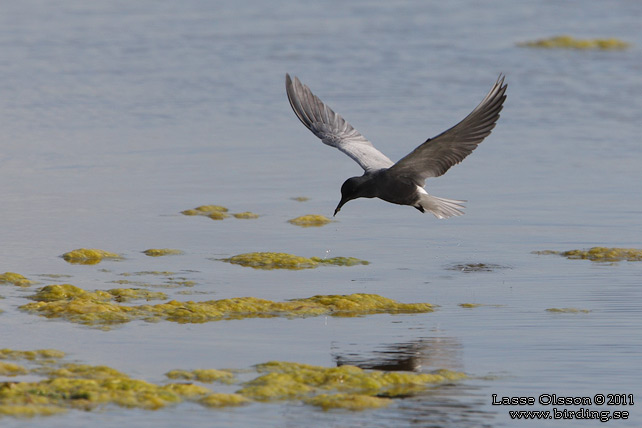 SVARTTÄRNA / BLACK TERN (Chlidonias niger) - STOR BILD / FULL SIZE