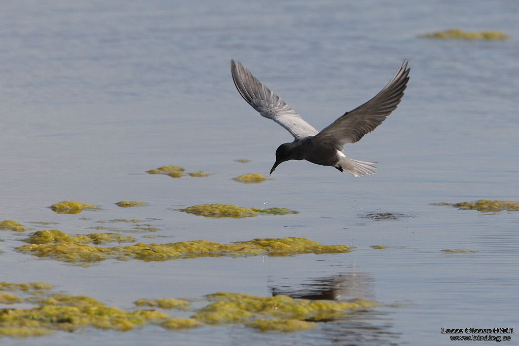 SVARTTÄRNA / BLACK TERN (Chlidonias niger) - Stäng / Close