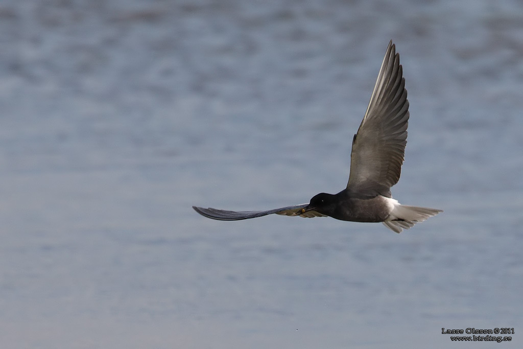 SVARTTÄRNA / BLACK TERN (Chlidonias niger) - Stäng / Close