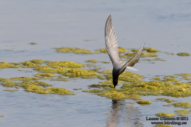 SVARTTÄRNA / BLACK TERN (Chlidonias niger) - STOR BILD / FULL SIZE