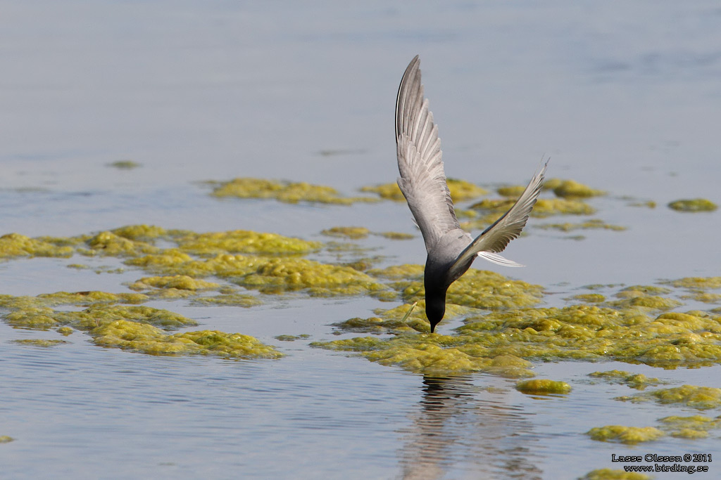 SVARTTÄRNA / BLACK TERN (Chlidonias niger) - Stäng / Close