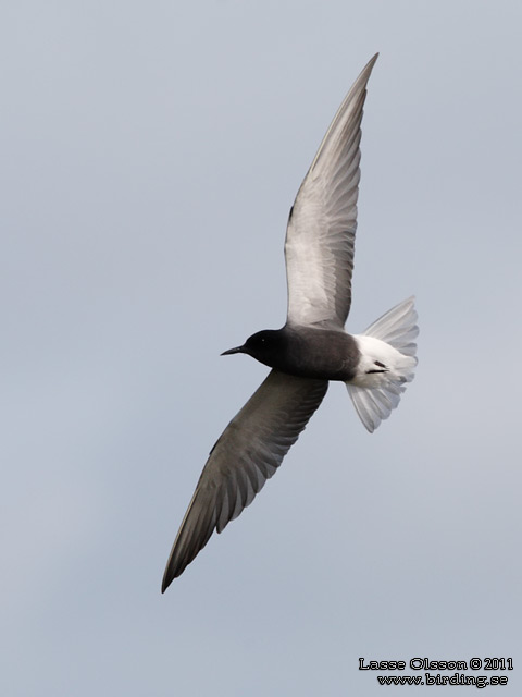 SVARTTÄRNA / BLACK TERN (Chlidonias niger) - STOR BILD / FULL SIZE