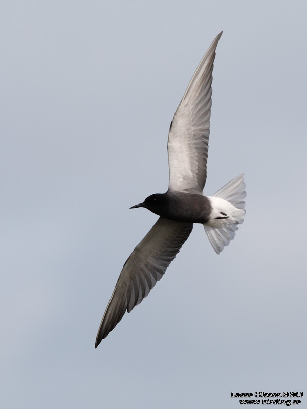 SVARTTÄRNA / BLACK TERN (Chlidonias niger) - Stäng / Close