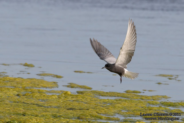 SVARTTÄRNA / BLACK TERN (Chlidonias niger) - STOR BILD / FULL SIZE