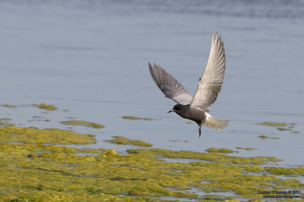 SVARTTÄRNA / BLACK TERN (Chlidonias niger) - Stäng / Close