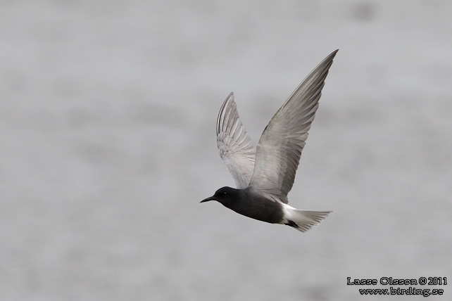 SVARTTÄRNA / BLACK TERN (Chlidonias niger) - STOR BILD / FULL SIZE