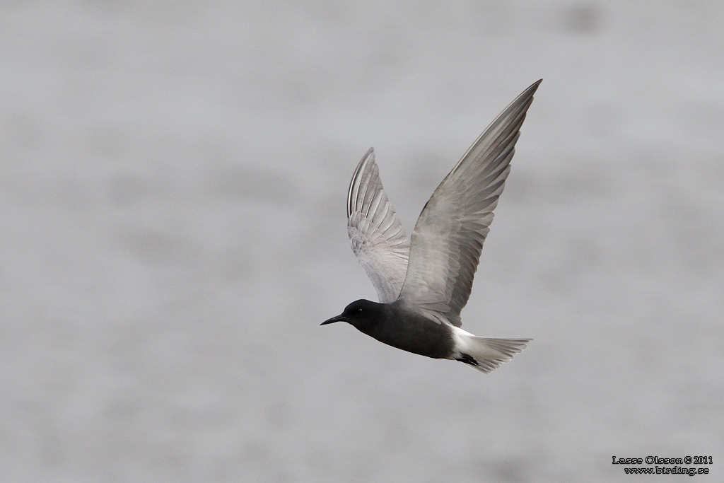 SVARTTÄRNA / BLACK TERN (Chlidonias niger) - Stäng / Close