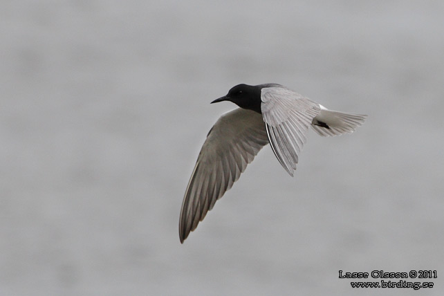 SVARTTÄRNA / BLACK TERN (Chlidonias niger) - STOR BILD / FULL SIZE