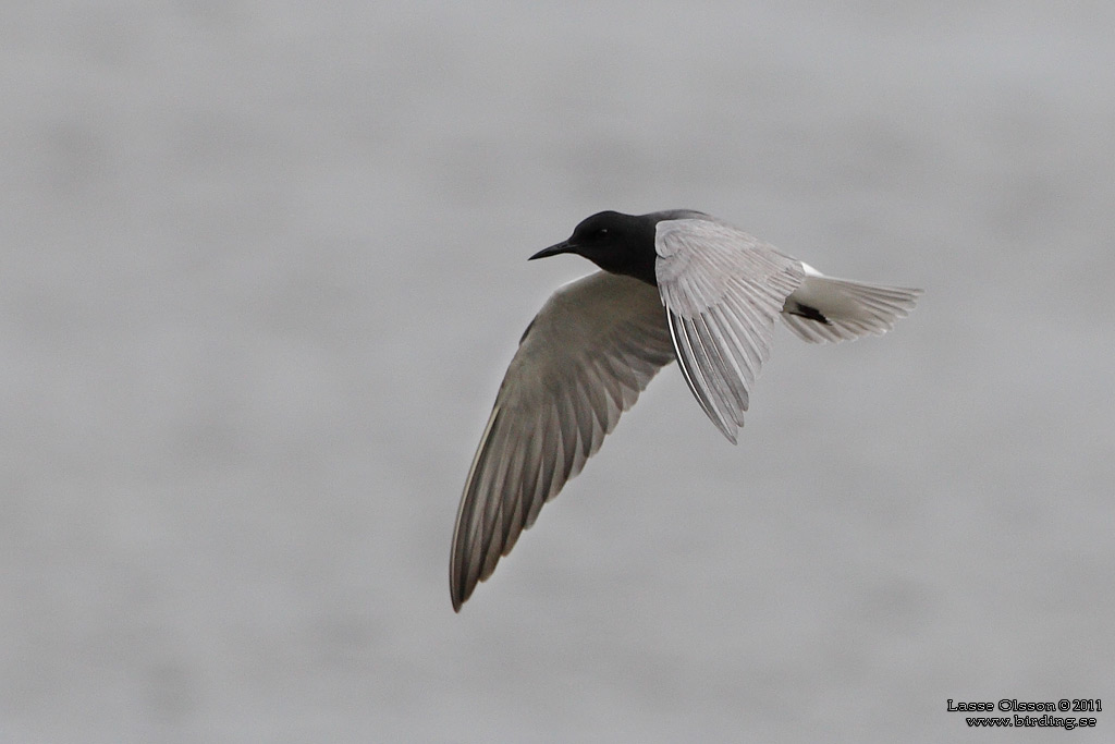 SVARTTÄRNA / BLACK TERN (Chlidonias niger) - Stäng / Close