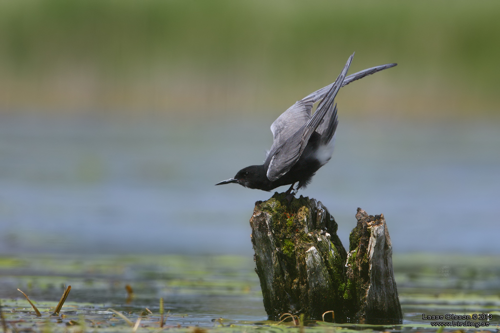 SVARTTÄRNA / BLACK TERN (Chlidonias niger) - Stäng / Close