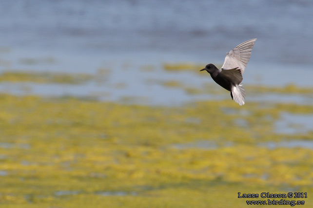 SVARTTÄRNA / BLACK TERN (Chlidonias niger) - STOR BILD / FULL SIZE