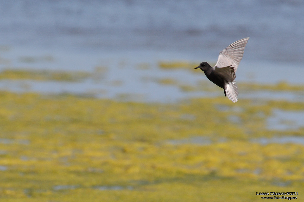 SVARTTÄRNA / BLACK TERN (Chlidonias niger) - Stäng / Close