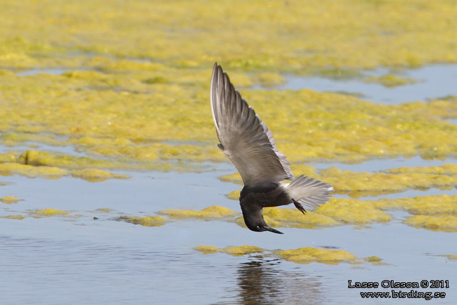 SVARTTÄRNA / BLACK TERN (Chlidonias niger) - STOR BILD / FULL SIZE