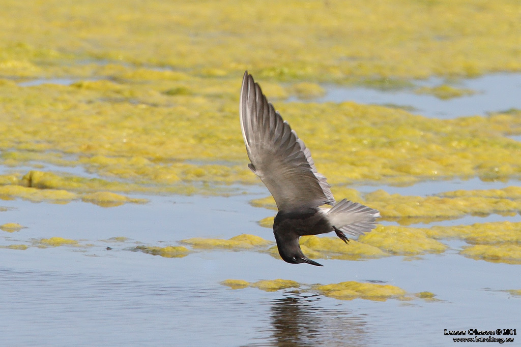 SVARTTÄRNA / BLACK TERN (Chlidonias niger) - Stäng / Close